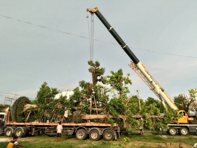 รุ่ง พันธ์ไม้ จำหน่ายพันธุ์ไม้ ไม้ขุดล้อม ไม้ป่าหายาก หลากหลายชนิด ราคาถูก!!! รุ่ง พันธ์ไม้ จำหน่ายพันธุ์ไม้ ไม้ขุดล้อม ไม้ป่าหายาก หลากหลายชนิด ราคาถูก!!!