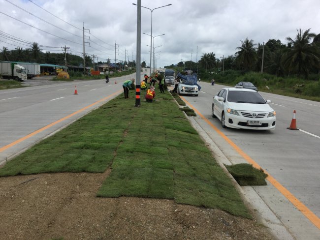 งานปูหญ้า 40,000 ตรม 