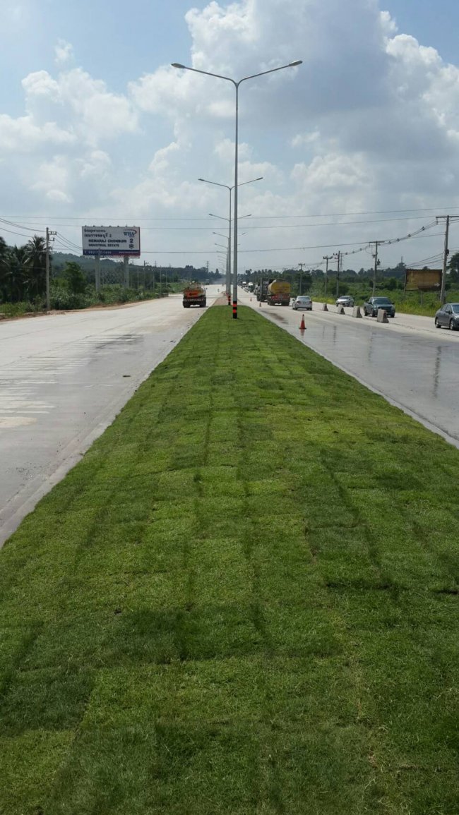 งานปูหญ้า 40,000 ตรม 