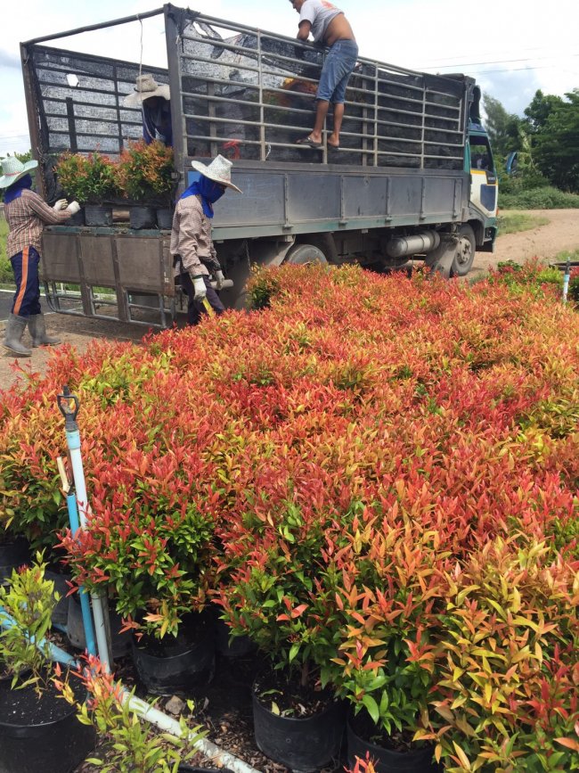 รับปรับภูมิทัศน์ ประตูระบายน้ำบ้านหนองแหวน อ.แกลง ระยอง รับปรับภูมิทัศน์ ประตูระบายน้ำบ้านหนองแหวน อ.แกลง ระยอง