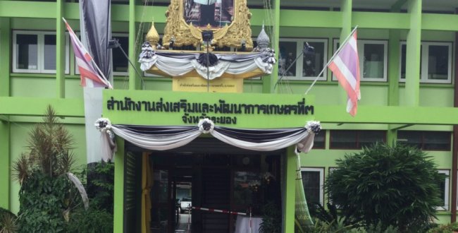 ปลูกไม้ผลพร้อมระบบน้ำสปริงเกอร์ @ สำนักงานส่งเสริมและพัฒนาการเกษตรที่ 3 จ.ระยอง ปลูกไม้ผลพร้อมระบบน้ำสปริงเกอร์ @ สำนักงานส่งเสริมและพัฒนาการเกษตรที่ 3 จ.ระยอง